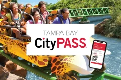 Tampa City Cards