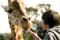Taronga Zoo Sydney