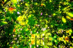 teamLab Planets TOKYO