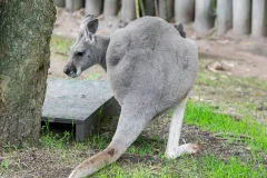 Temaikèn Zoo