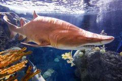 The Florida Aquarium