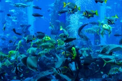 The Lost Chambers Aquarium