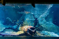 The National Aquarium Abu Dhabi