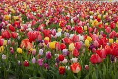 The Tulip Barn