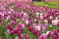 The Tulip Barn