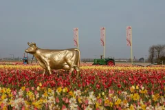The Tulip Barn