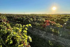Toronto Food & Drink Tours