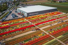 Tulip Experience Amsterdam