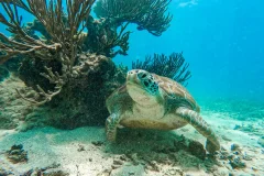 Tulum Water Activities