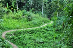 Ubud Guided Tours