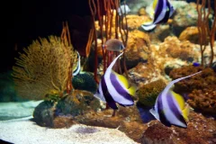 Underwater World Pattaya