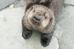 Vancouver Aquarium