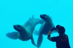 Vancouver Aquarium