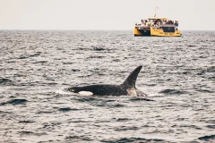 Vancouver Whale Watching