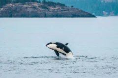 Vancouver Whale Watching