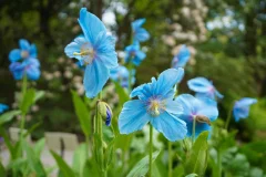 VanDusen Botanical Garden