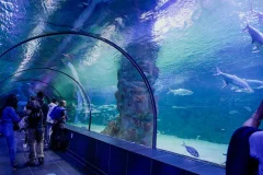 Viaport Theme Park with Aquarium and Lion Park