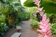 Victoria Butterfly Gardens