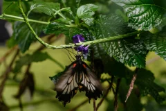 Victoria Butterfly Gardens