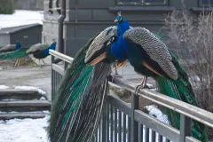 Warsaw Zoo Park