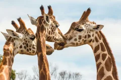 Werribee Open Range Zoo