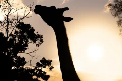 Werribee Open Range Zoo