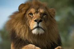 Werribee Open Range Zoo