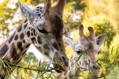 Werribee Open Range Zoo