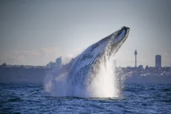 Whale Watching Sydney