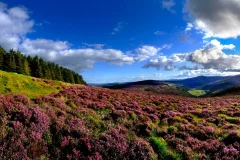 Wicklow & Glendalough Day Trips from Dublin
