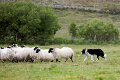 Wicklow & Glendalough Day Trips from Dublin