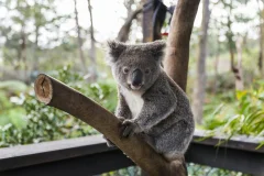 WILD LIFE Sydney Zoo