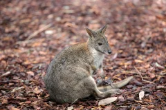 WILD LIFE Sydney Zoo