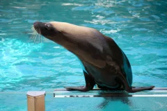 WILD LIFE Sydney Zoo