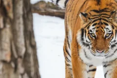 Wilder Institute/Calgary Zoo