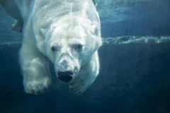Wilder Institute/Calgary Zoo