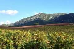 Wine Day Trips from Lisbon