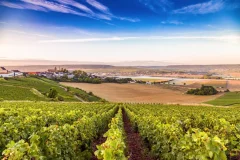 Wine Days Trips from Paris