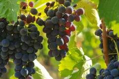 Wine Tours from Florence