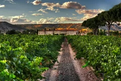 Wine Tours from Madrid