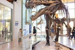 Witte Museum