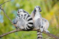 Woodland Park Zoo
