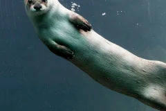 Woodland Park Zoo