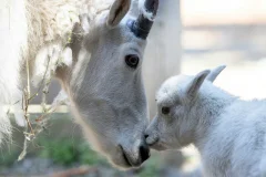 Woodland Park Zoo