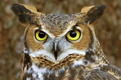 World of Birds Wildlife Sanctuary & Monkey Park