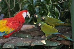 World of Birds Wildlife Sanctuary & Monkey Park