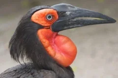 World of Birds Wildlife Sanctuary & Monkey Park