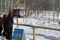 Yamnuska Wolfdog Sanctuary