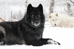 Yamnuska Wolfdog Sanctuary