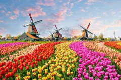 Zaanse Schans Tours